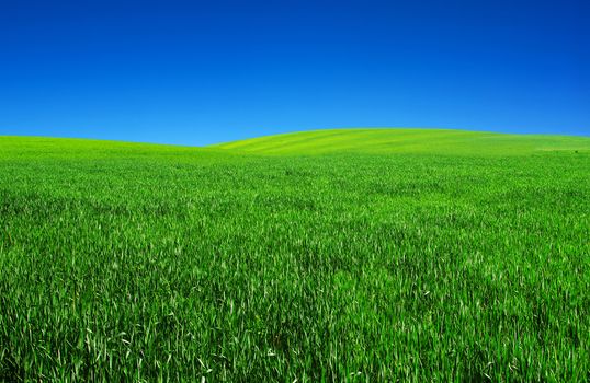 field on a background of the blue sky