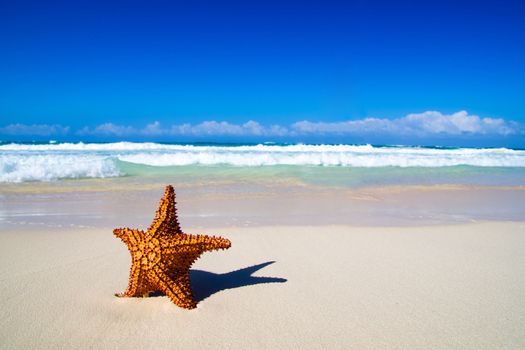 beautiful beach and tropical sea