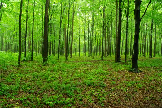 forest trees. nature green wood backgrounds