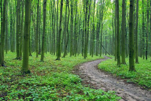 forest trees. nature green wood backgrounds