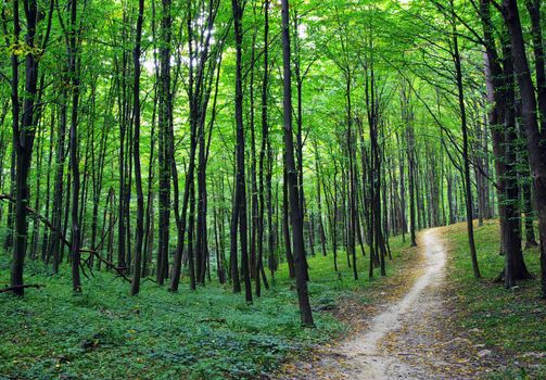 forest trees. nature green wood backgrounds