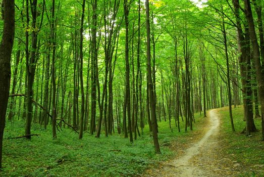 forest trees. nature green wood backgrounds