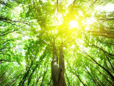 forest trees. nature green wood backgrounds