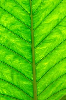 green leaf texture of a plant close up