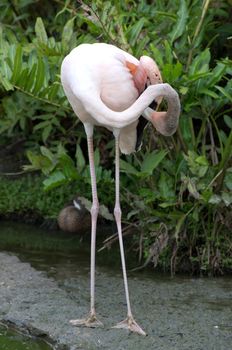 Image of flamingos in the water