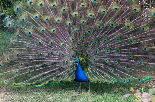 Peacock on a green grass