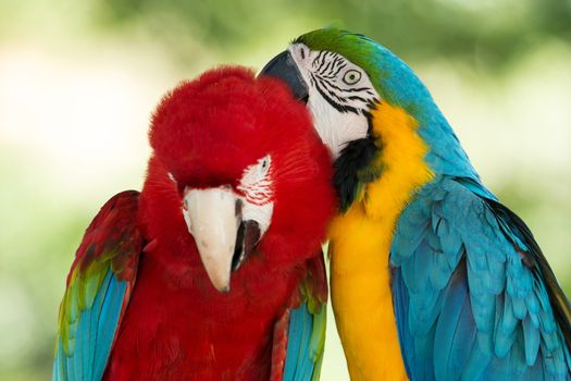 Pair of colorful Macaws parrots