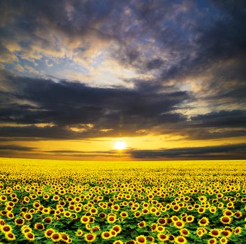 Blooming field of sunflowers on sky