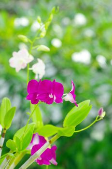 beautiful orchid on green background