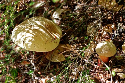 Brown mushrooms growing in the autumn forest