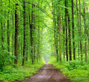 a path is in the green forest