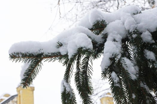 Snow laying on the green pins of Christmas tree