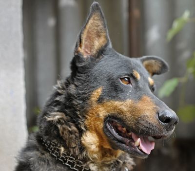 Portrait of mature dog sitting on the backyard