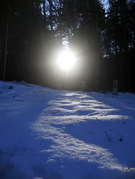Sunrise in the winter forest by early morning