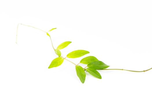 Young leaves isolated on white background 