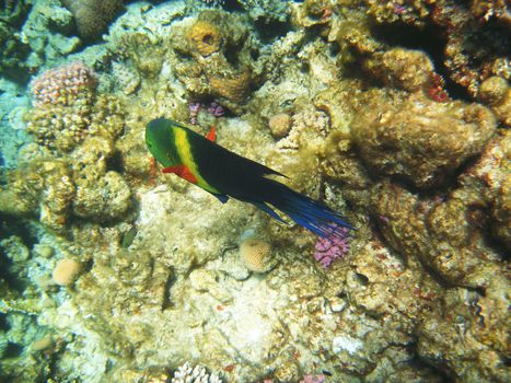 Tropical exotic fish in the Red sea. Cheilinus lunulatus