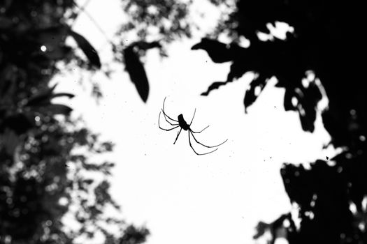 Spider on spider web in nature, Black and white