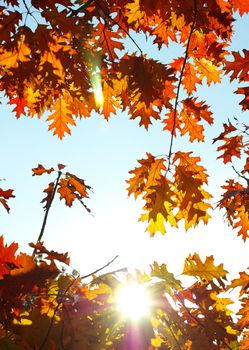 autumn leaves background in a sunny day