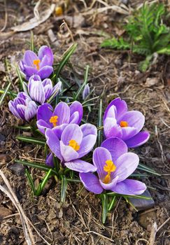Beautiful spring crocuses bloom in April on a bed
