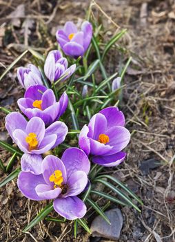 Group spring crocuses bloom in April on a bed