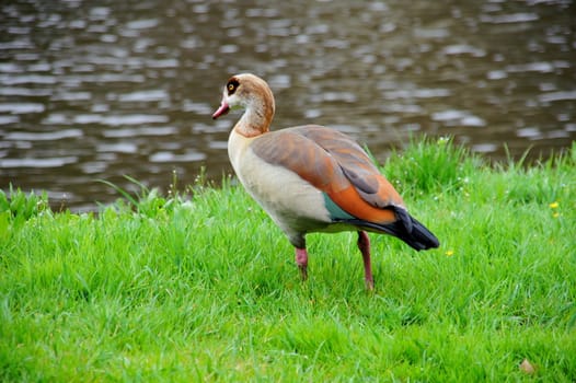 colored patterned nile goose in green grass