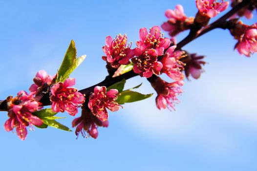 small pink blossoms of the red vineyard peach