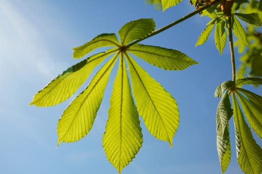 chestnut leaves against the light from the frog perspective