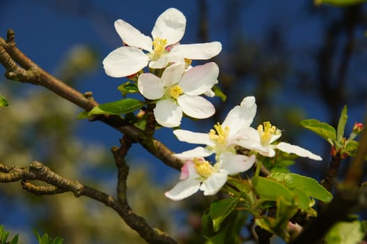 with apple blossoms close up