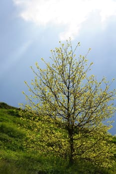 young oak against the light before dark clouds