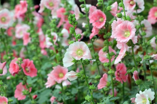 beautiful hollyhock flower or althaea flower