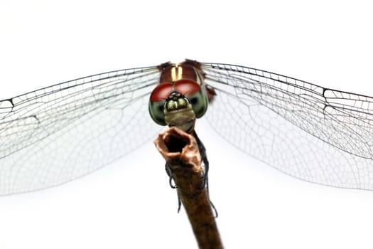 dragonfly isolated on white background