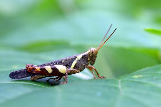 Grasshopper perching on a leaf 