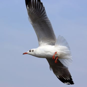 Flying seagull on beautiful sky background