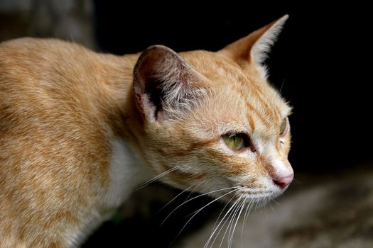closeup of the pretty cat