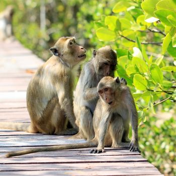 monkey family in nature