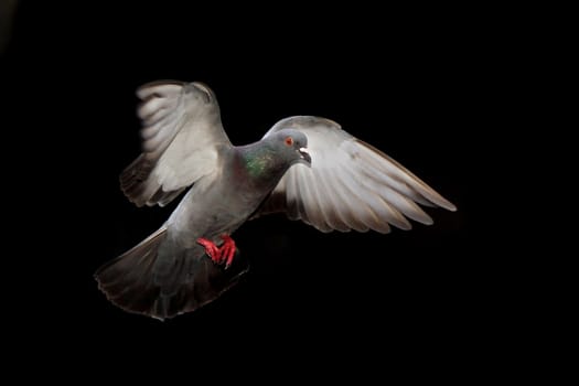 Flying pigeon isolated on black background