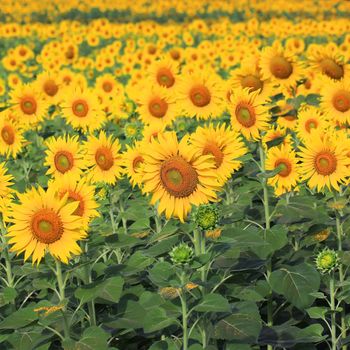 Beautiful Sunflower in the field