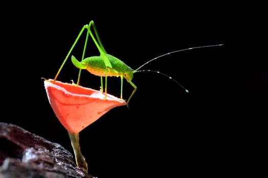 Grasshopper perching on black Background