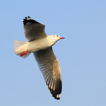 Flying seagull on beautiful sky background