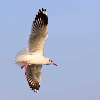 Flying seagull on beautiful sky background