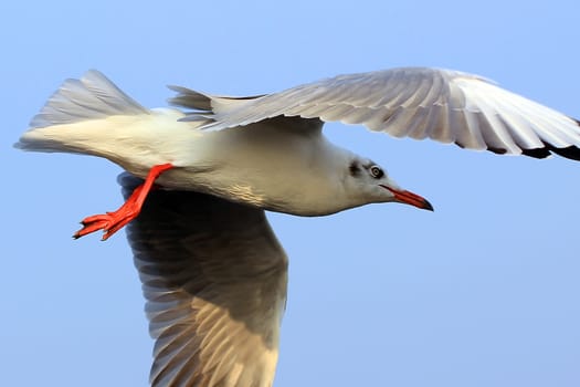 Closeup of the flying seagull 