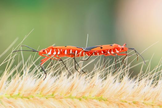 Two stinkbug Mating in the Natural