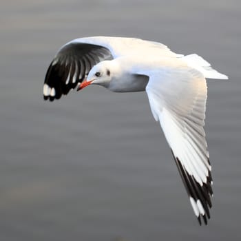 seagull flying  over the sea