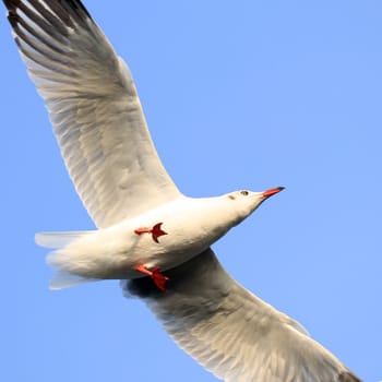 Closeup of flying seagull on beautiful sky background