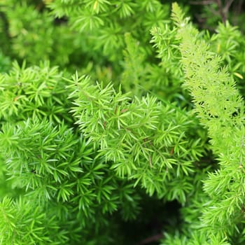  Green foxtail as background or texture