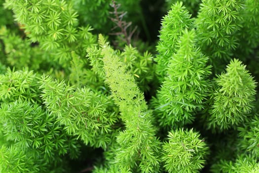  Green foxtail as background or texture