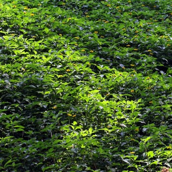 Green grass as background or texture