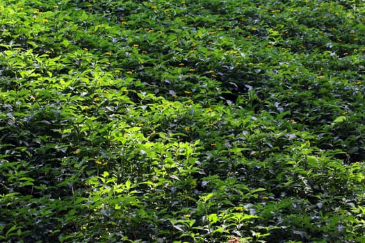Green grass as background or texture