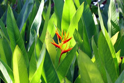 Beautiful heliconia in the garden