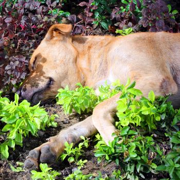 Homeless dog sleep in the field